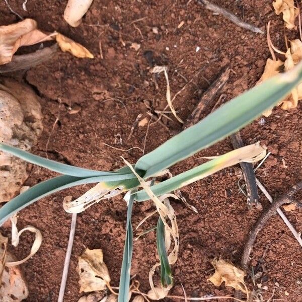 Allium porrum Leaf