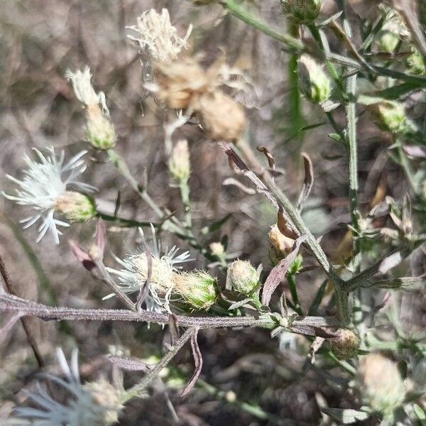 Centaurea diffusa Casca