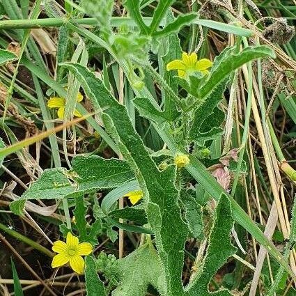 Cucumis ficifolius Alkat (teljes növény)