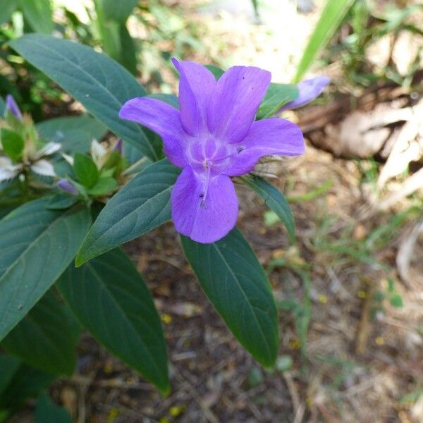 Barleria cristata Flower