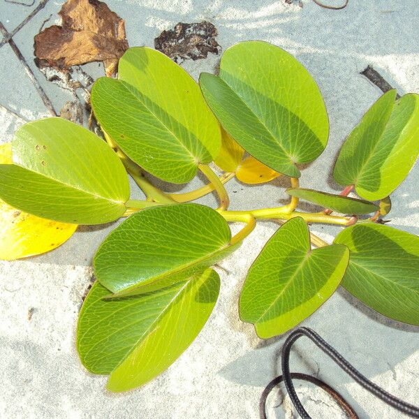 Ipomoea pes-caprae Folha