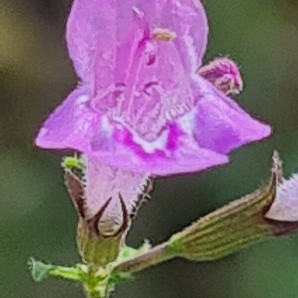 Clinopodium menthifolium Floro