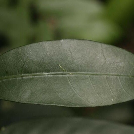 Tabernaemontana disticha Leaf