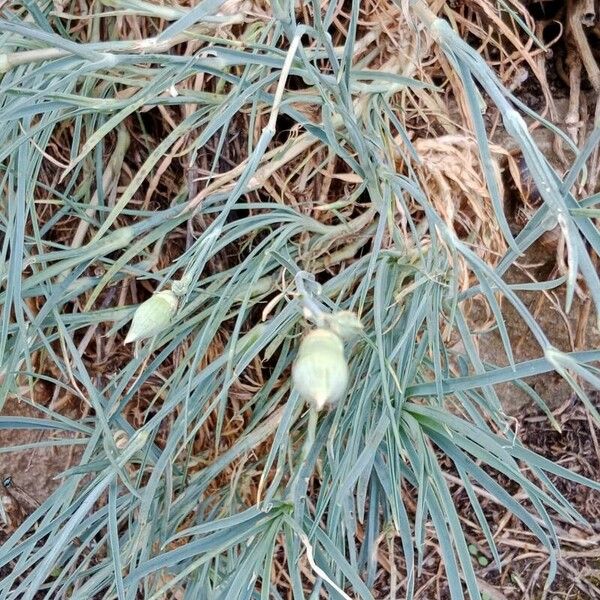 Dianthus caryophyllus Leaf