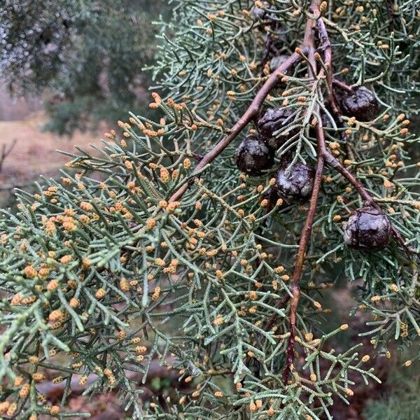 Cupressus arizonica Flor