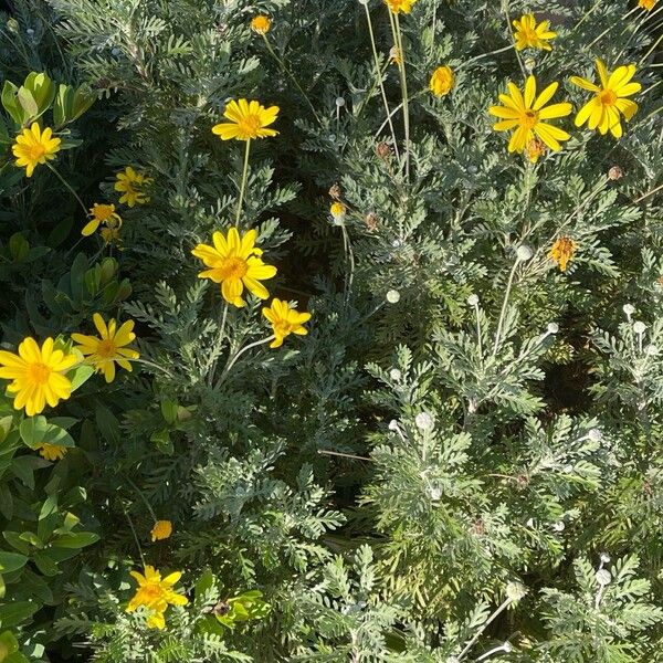 Euryops pectinatus Kukka