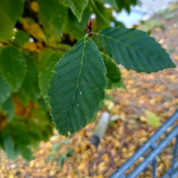 Carpinus betulus 葉