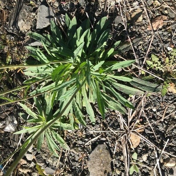 Pilosella piloselloides Blad