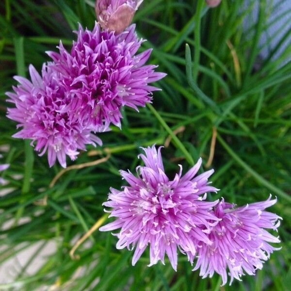 Allium schoenoprasum 花