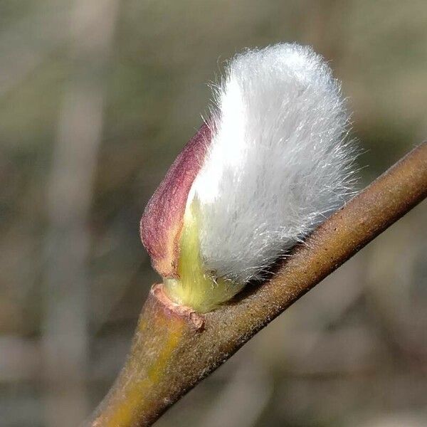 Salix × reichardtii 花