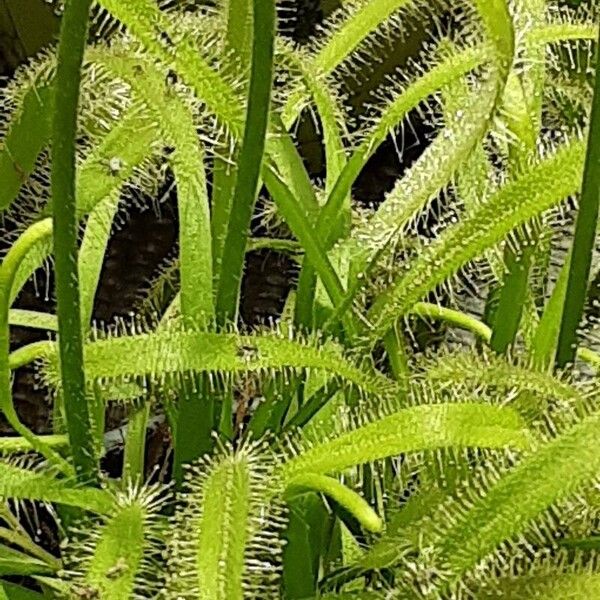 Drosera capensis Leaf