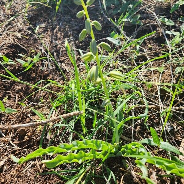 Albuca abyssinica Květ