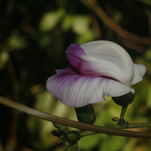 Centrosema plumieri Flor