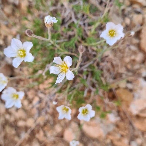 Minuartia capillacea Цветок