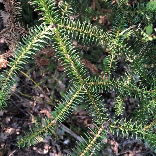 Abies cephalonica Liść