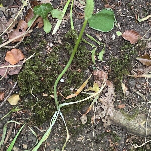 Ornithogalum pyrenaicum Leaf