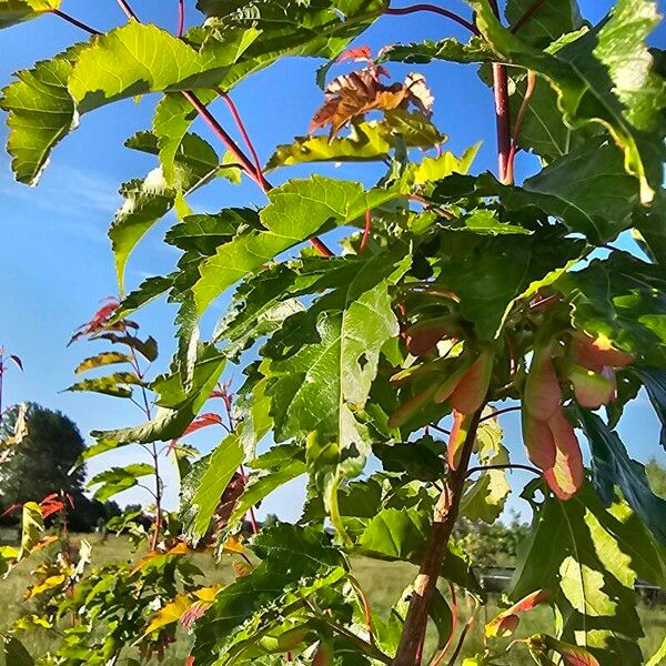 Acer tataricum Frugt