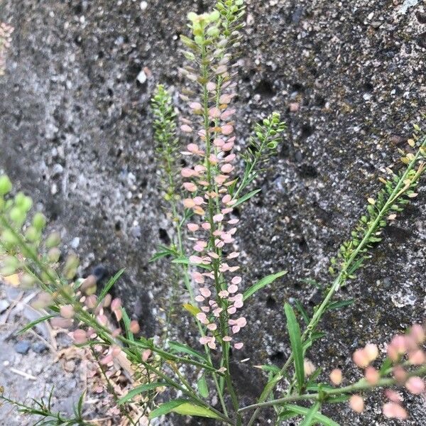 Lepidium ruderale Fruit