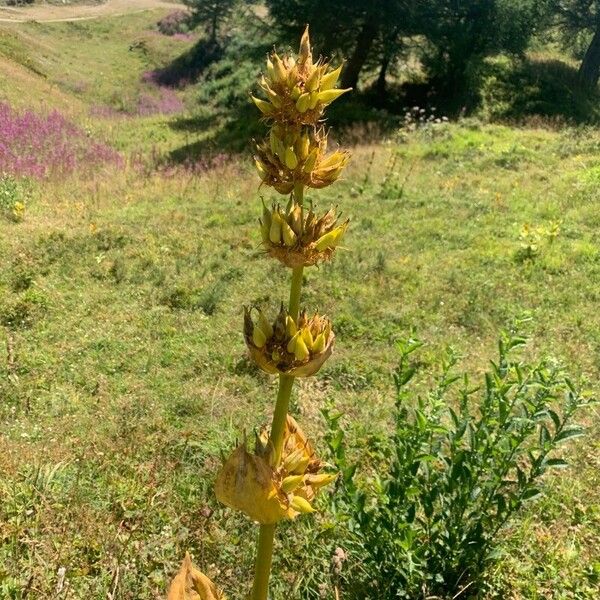 Gentiana lutea Floro