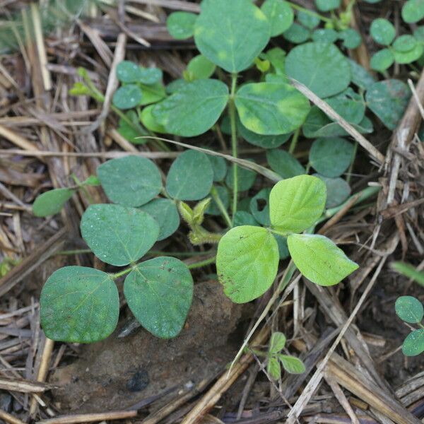 Calopogonium mucunoides Листок