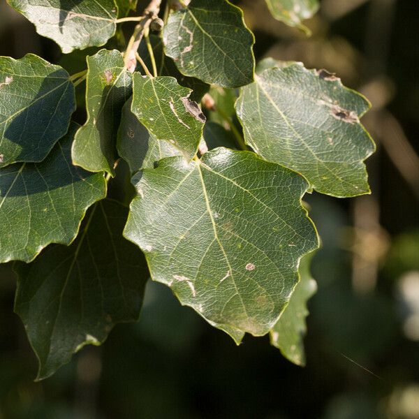 Populus × canescens পাতা