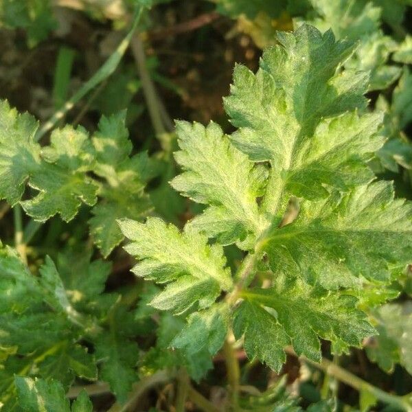 Tanacetum parthenium Leaf