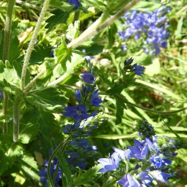 Veronica teucrium Egyéb