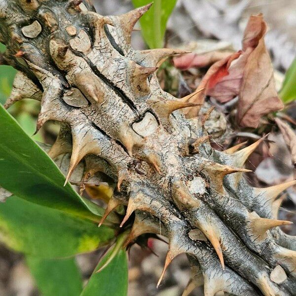 Euphorbia milii 樹皮