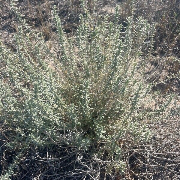 Teucrium dunense Leaf