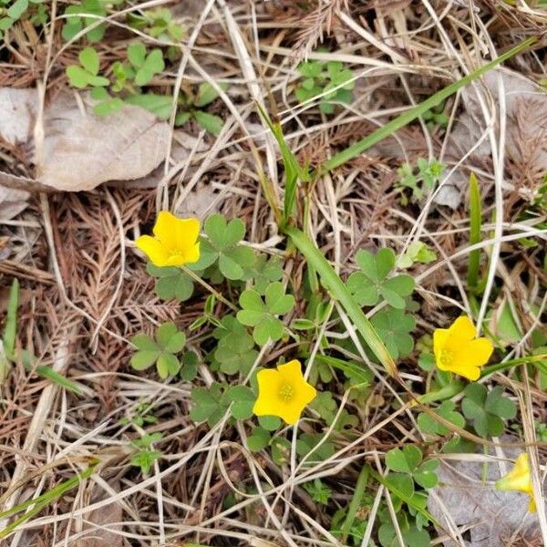 Oxalis dillenii Floare