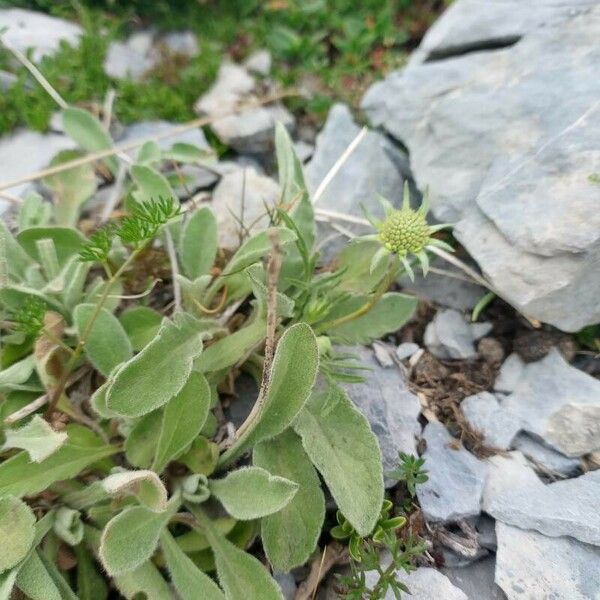 Scabiosa vestita पत्ता