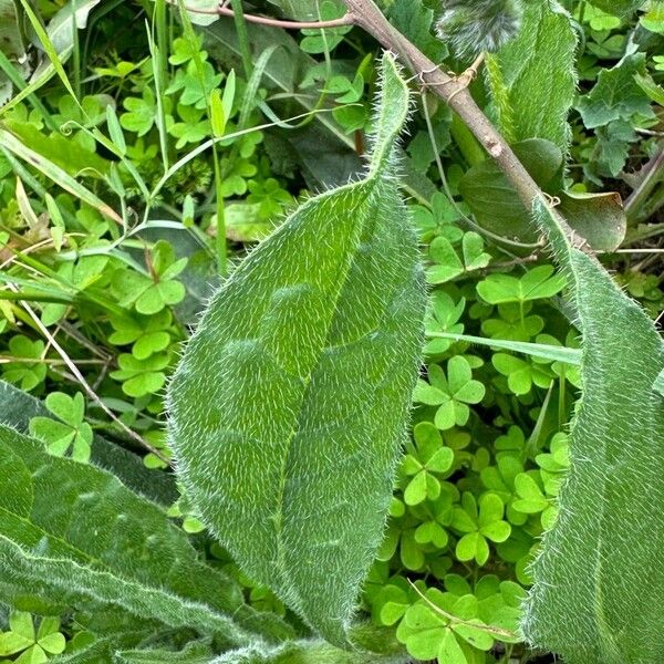 Anchusa azurea Leaf