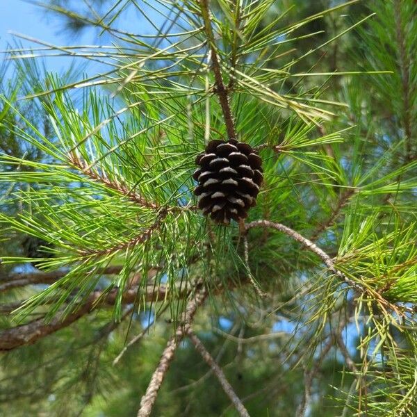 Pinus echinata Ffrwyth