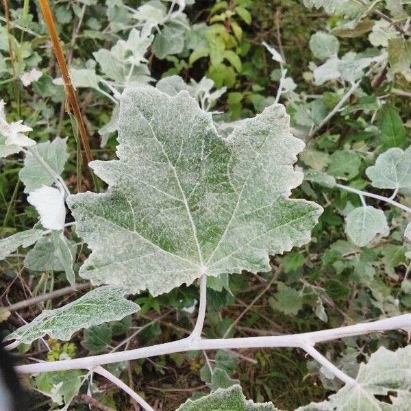 Populus alba List