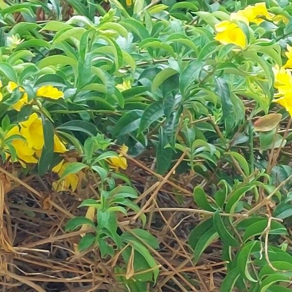 Allamanda cathartica ഇല