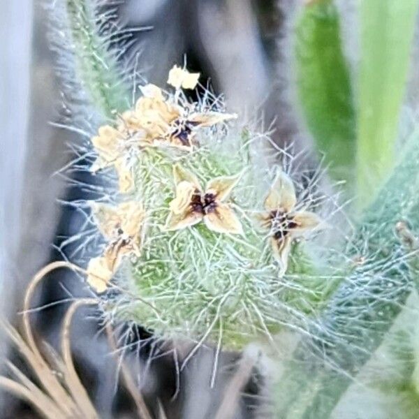 Plantago bellardii फूल