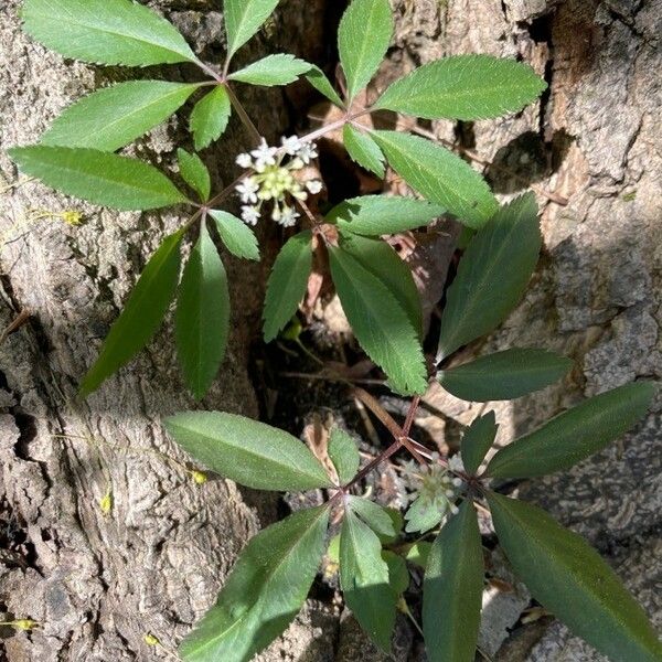 Panax trifolius Fiore