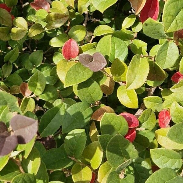 Cotoneaster integerrimus Leaf