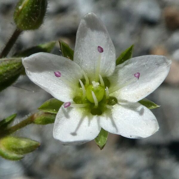 Sabulina verna Flor