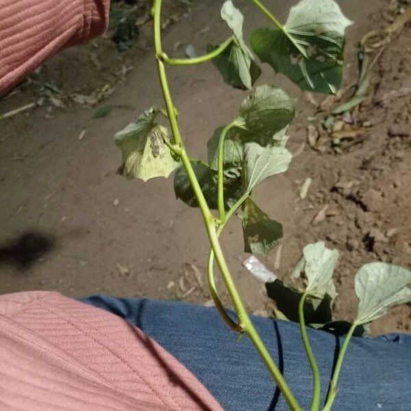 Ipomoea batatas چھال