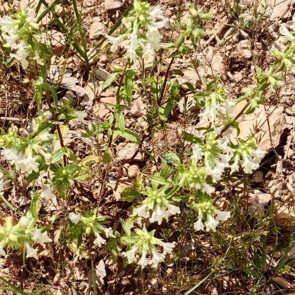 Stachys annua موطن