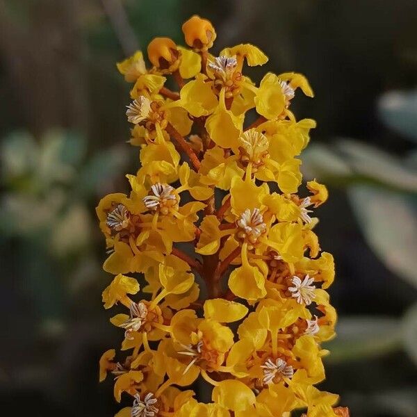 Byrsonima spicata Blomst