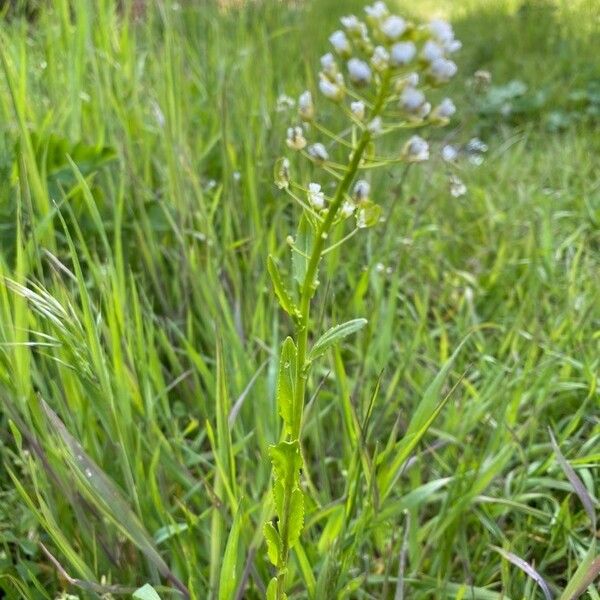 Thlaspi arvense Habitat