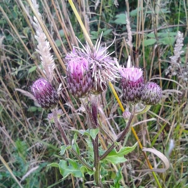 Cirsium arvense Kwiat