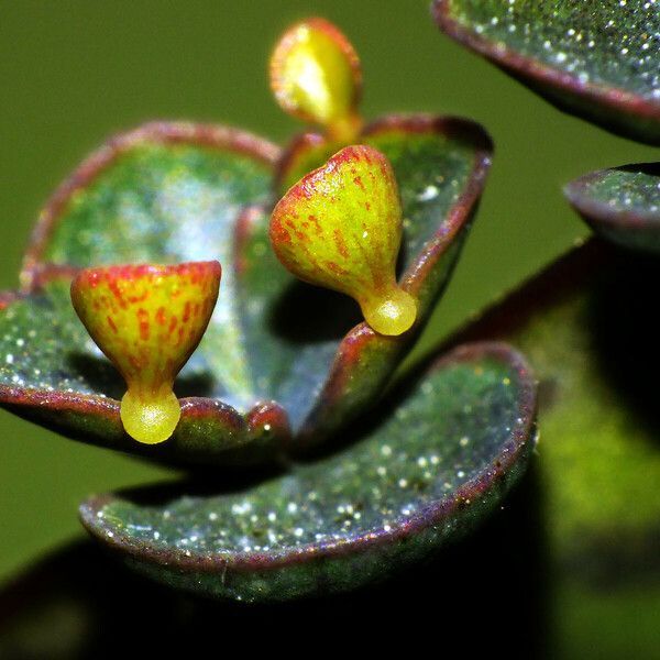 Kalanchoe daigremontiana Leaf