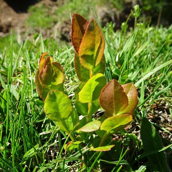 Vaccinium myrtillus Liść