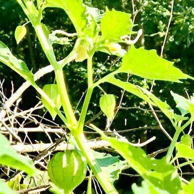 Physalis angulata Levél