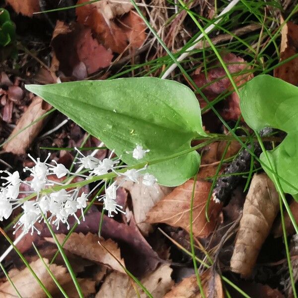 Maianthemum bifolium Ліст
