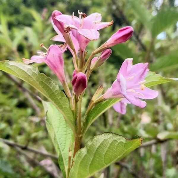 Weigela florida Цветок