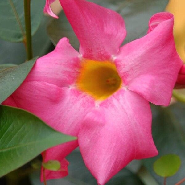 Mandevilla laxa Flower